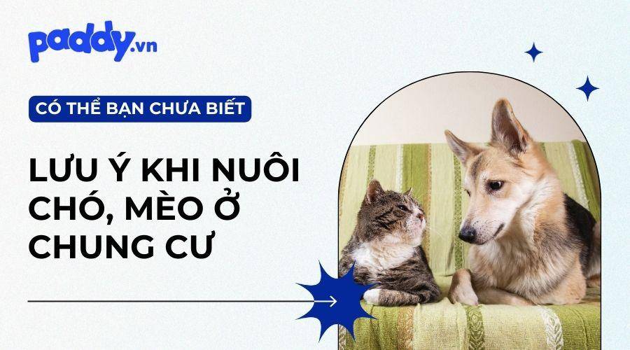 Những Lưu Ý Cần Biết Khi Nuôi Chó Mèo Ở Chung Cư