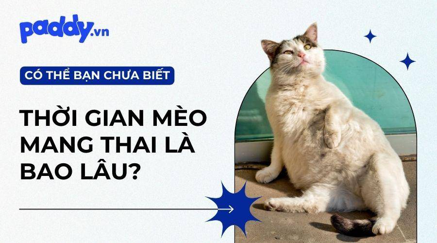 Thời Gian Mèo Mang Thai Bao Lâu?