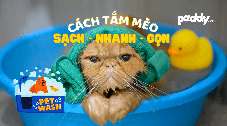 Cách Tắm Cho Mèo Sợ Nước Đơn Giản