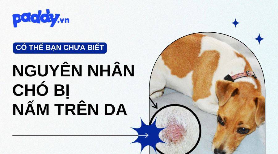 Chó Bị Nấm Trên Da Và Những Nguyên Nhân Phổ Biến Nhất