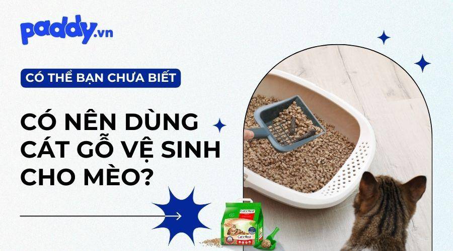 Cát gỗ vệ sinh cho mèo có tốt không?