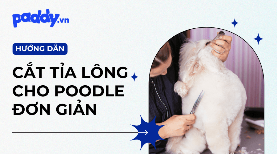 Các Kiểu Cắt Tỉa Lông Chó Poodle Đẹp