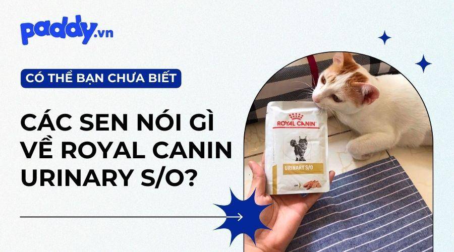 Thức Ăn Royal Canin Urinary Cho Mèo Sỏi Thận Được Đánh Giá Như Thế Nào?