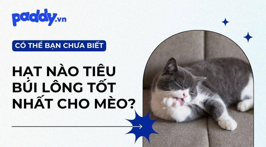 Top 5 Loại Thức Ăn Hạt Hỗ Trợ Tiêu Búi Lông Tốt Nhất Cho Mèo