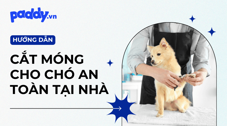 Cắt Móng Cho Chó Tại Nhà: Hướng Dẫn Chi Tiết Và Những Lưu Ý Quan Trọng