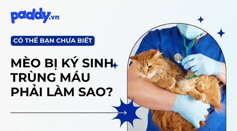 Ký Sinh Trùng Máu Ở Mèo: Nguyên Nhân Và Cách Điều Trị Kịp Thời