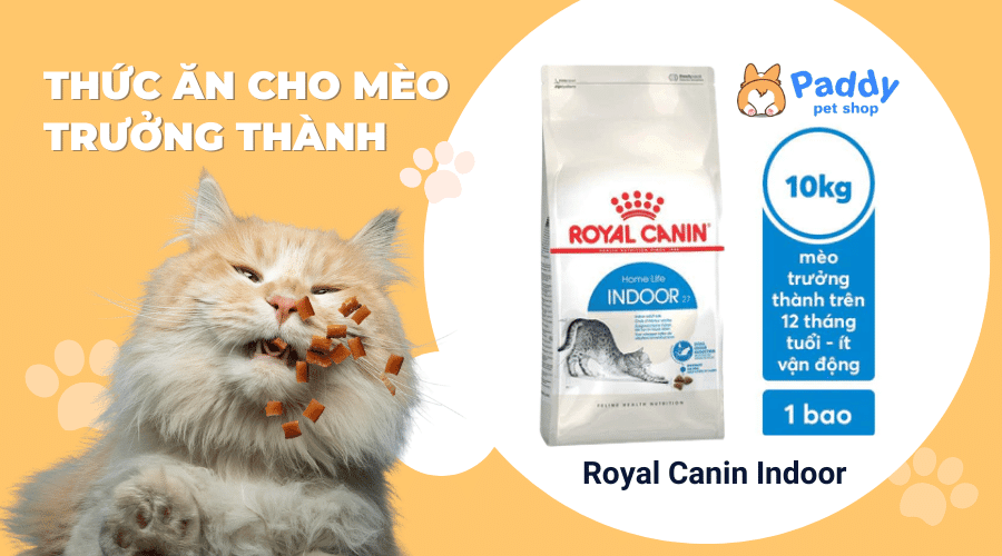 Review các dòng thức ăn cho mèo trưởng thành bán chạy nhất hiện nay