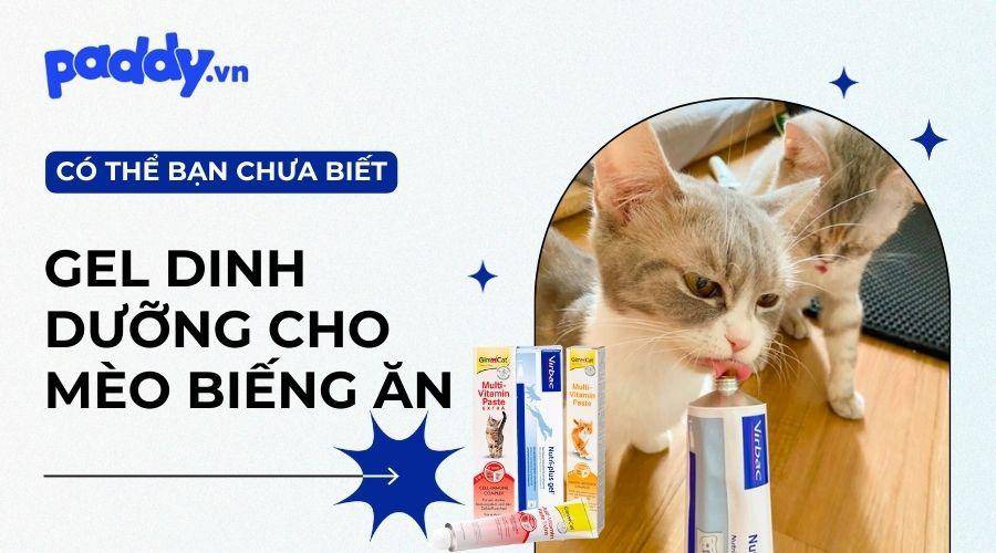 Top 5 gel dinh dưỡng tốt nhất dành cho mèo biếng ăn