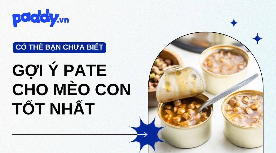 Gợi Ý Các Loại Pate Cho Mèo Con Tốt Nhất