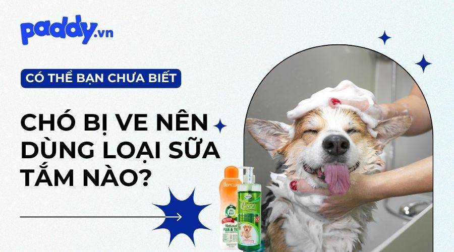 Top 5 sữa tắm trị ve cho chó hiệu quả, an toàn nhất