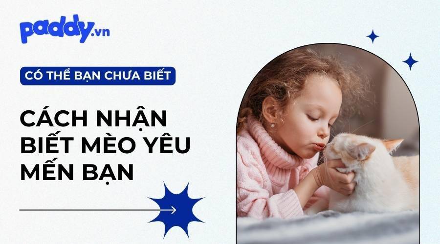 10 Dấu Hiệu Nhận Biết Mèo Yêu Bạn