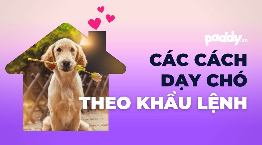 Các Phương Pháp Dạy Chó Làm Theo Khẩu Lệnh Hữu Dụng