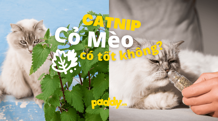 Cỏ Bạc Hà Mèo Là Gì? Cỏ Bạc Hà Có Tốt Cho Mèo không?