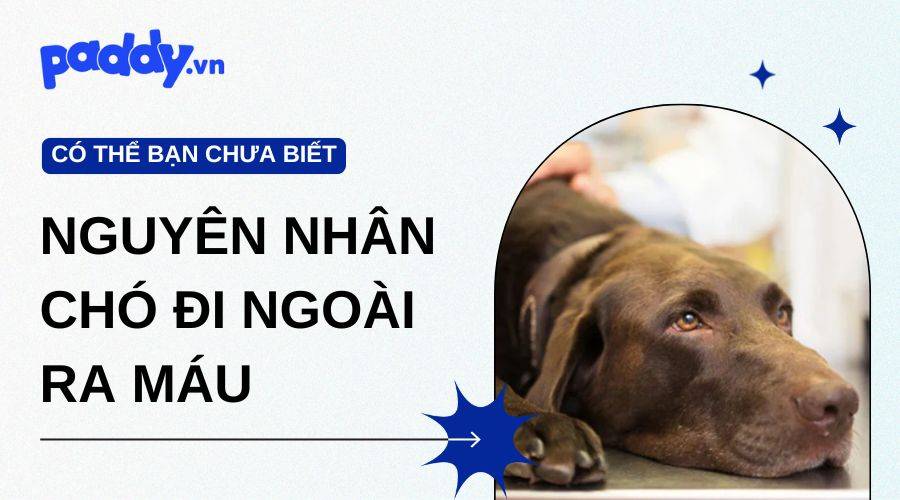 Nguyên nhân và cách điều trị chó đi ngoài ra máu