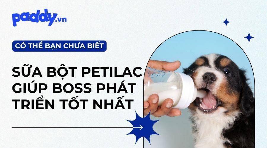 Vì Sao Nên Ưu Tiên Lựa Chọn Sữa Petilac By Kyan Cho Chó Mèo?