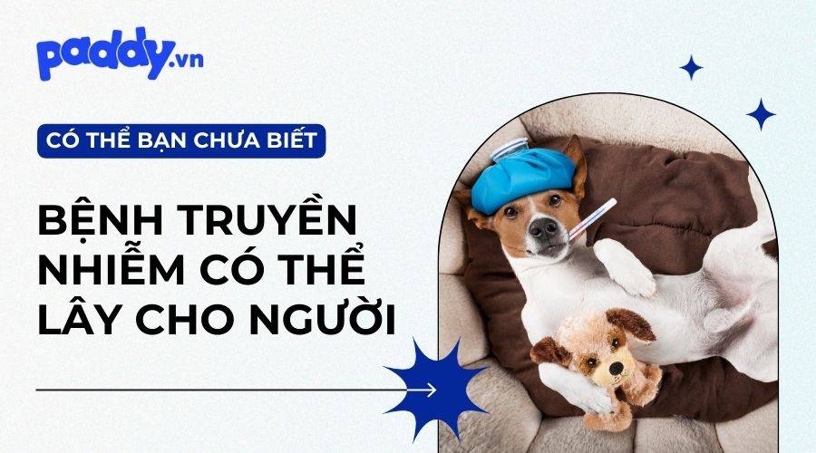Các Bệnh Lây Từ Chó Mèo Sang Người