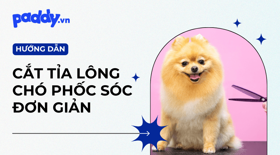 Cách Cắt Tỉa Lông Chó Phốc Sóc Tại Nhà Dễ Thực Hành