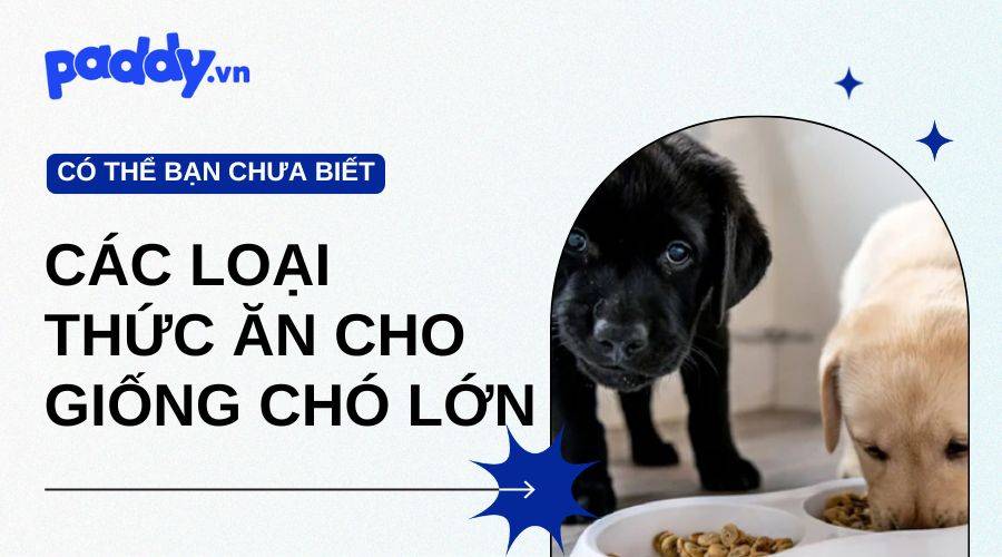 Review Các Loại Thức Ăn Cho Giống Chó Lớn