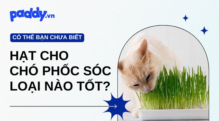 Cỏ Mèo, Cỏ Lúa Mì Là Gì Và Có Tác Dụng Như Thế Nào?