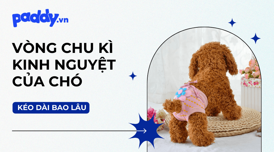 Chu Kỳ Kinh Nguyệt Của Chó Kéo Dài Bao Lâu?