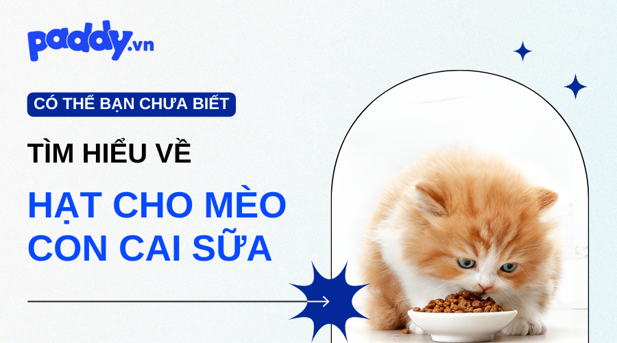 Các Loại Hạt Tốt Cho Mèo Con Sau Khi Cai Sữa