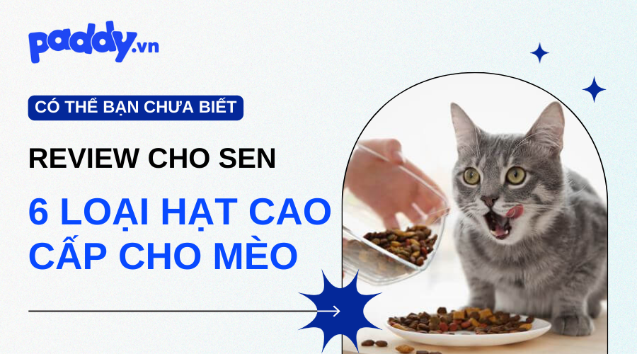 Review 6 Loại Hạt Cao Cấp Cho Mèo 