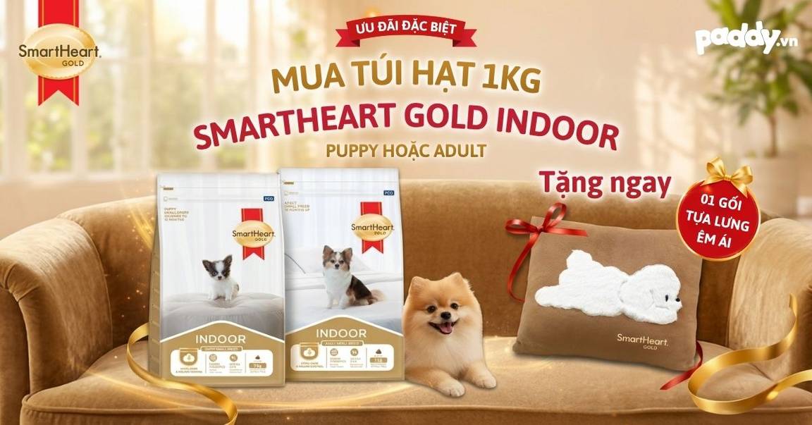 MUA HẠT XỊN – TẶNG GỐI XINH | YÊU BOSS, ĐỪNG QUÊN YÊU MÌNH (đã hết quà)