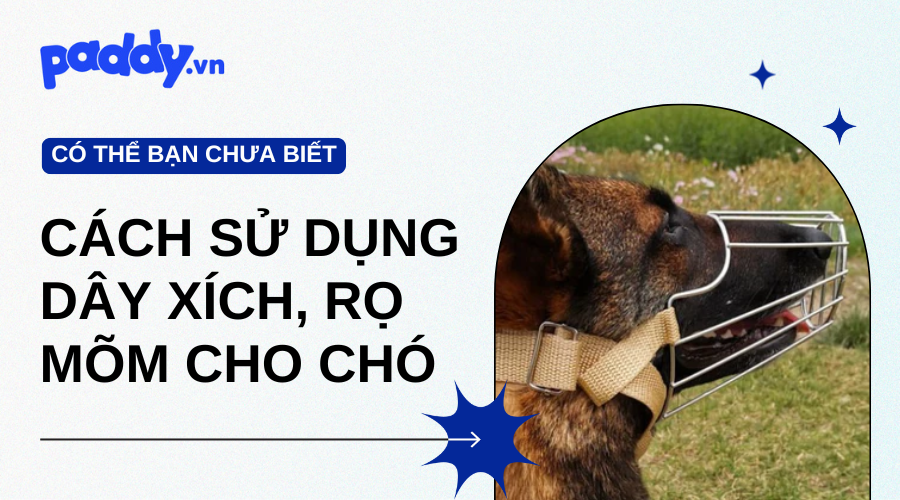 Cách Sử Dụng Dây Xích, Rọ Mõm An Toàn Cho Chó