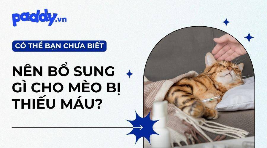 Nguyên Nhân Và Cách Điều Trị Mèo Bị Thiếu Máu