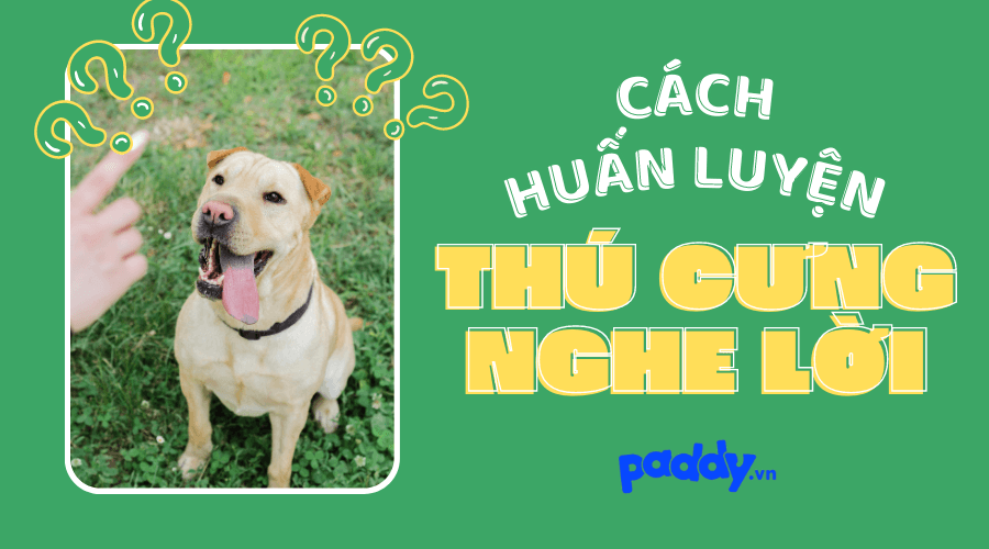 Cách Huấn Luyện Thú Cưng Nghe Lời