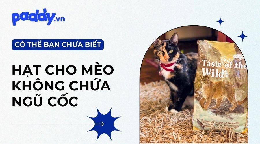 Top 3 Những Thức Ăn Hạt Cho Mèo Không Chứa Ngũ Cốc