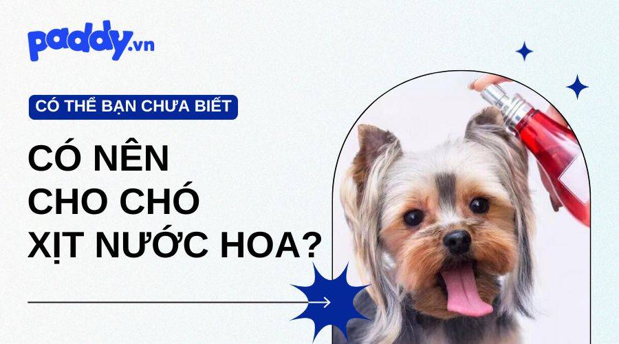 Có Nên Xịt Nước Hoa Cho Chó Không?