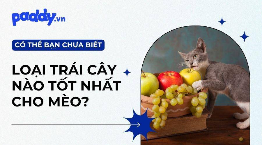 Các Loại Trái Cây Tốt Cho Mèo Mà Bạn Nên Biết