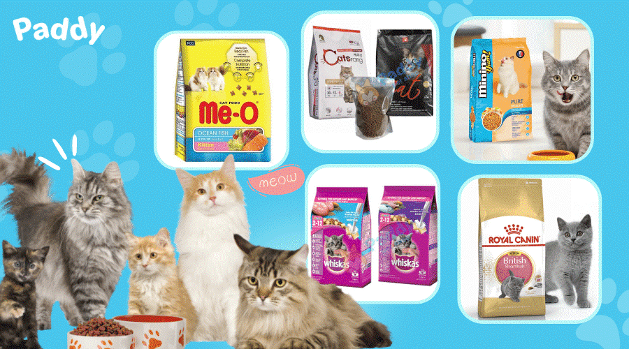 Tìm hiểu về thức ăn cho mèo dễ tiêu hóa