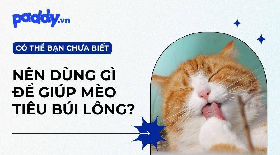Các Sản Phẩm Hỗ Trợ Tiêu Búi Lông Tốt Nhất Cho Mèo