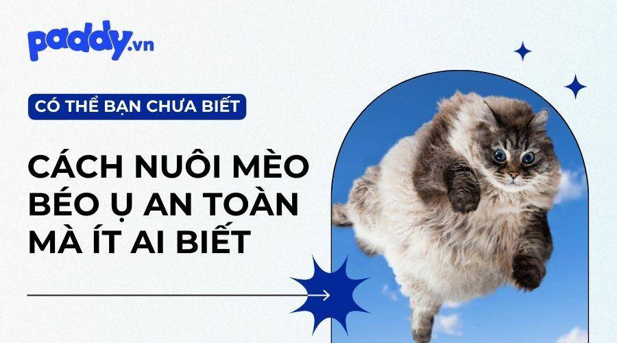 Cách Tăng Cân Cho Mèo Mà Không Ảnh Hưởng Sức Khỏe