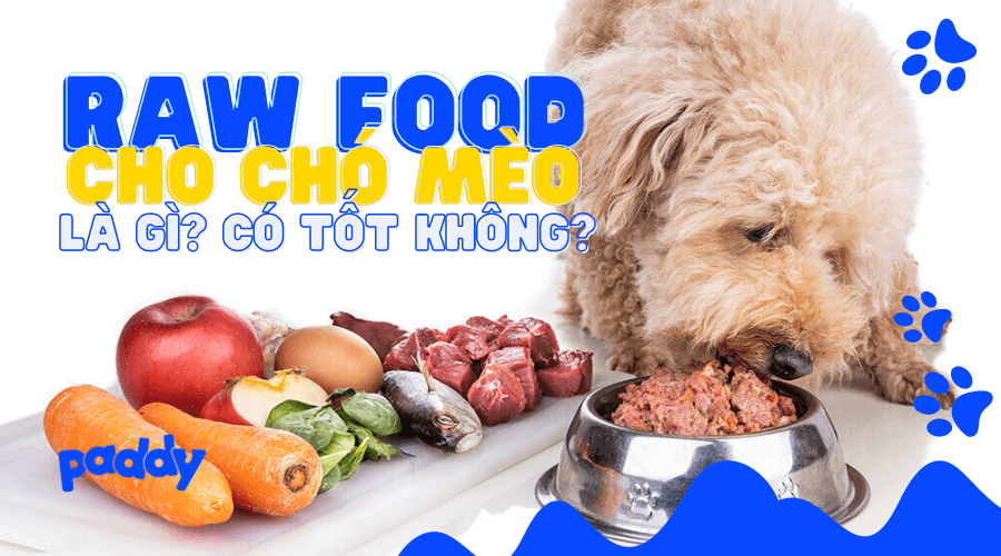 Raw Food Cho Chó Mèo - Chế Độ Ăn Thịt Sống Có Tốt Không?