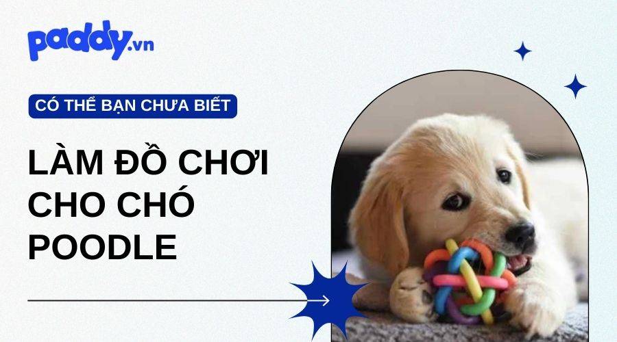 Cách Làm Đồ Chơi Cho Chó Poodle Ưa Thích