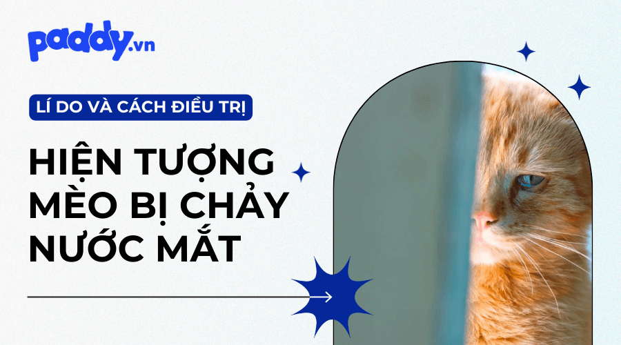 Mèo Bị Chảy Nước Mắt Do Đâu Và Điều Trị Như Thế Nào?