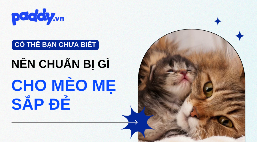 Cần Chuẩn Bị Gì Cho Mèo Đẻ "Mẹ Tròn Con Vuông"