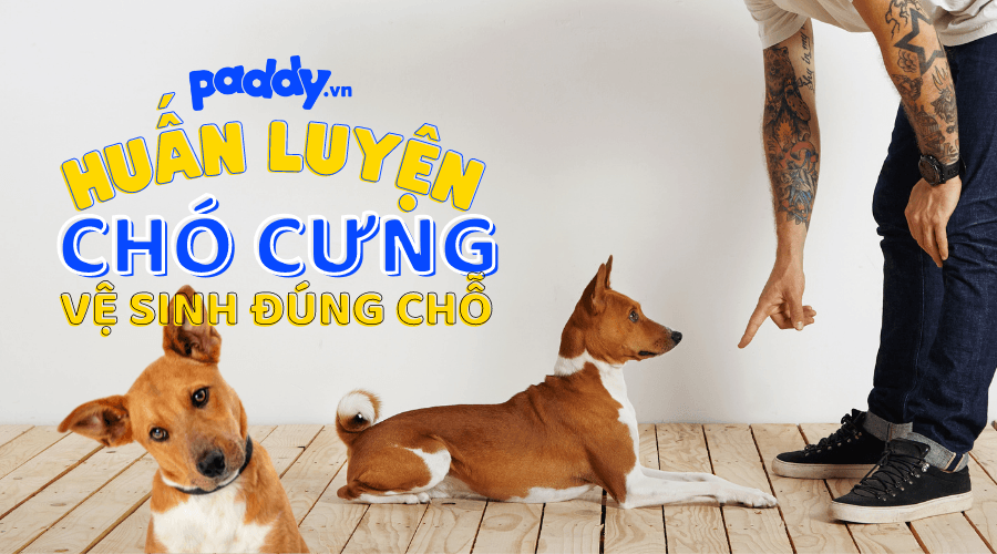 Cách Dạy Chó Đi Vệ Sinh Đúng Chỗ