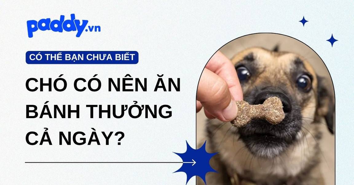 Bánh thưởng cho chó có thể thay bữa chính được không?
