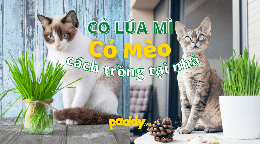 Hướng Dẫn Cách Trồng Cỏ Lúa Mì - Cỏ Mèo Tại Nhà