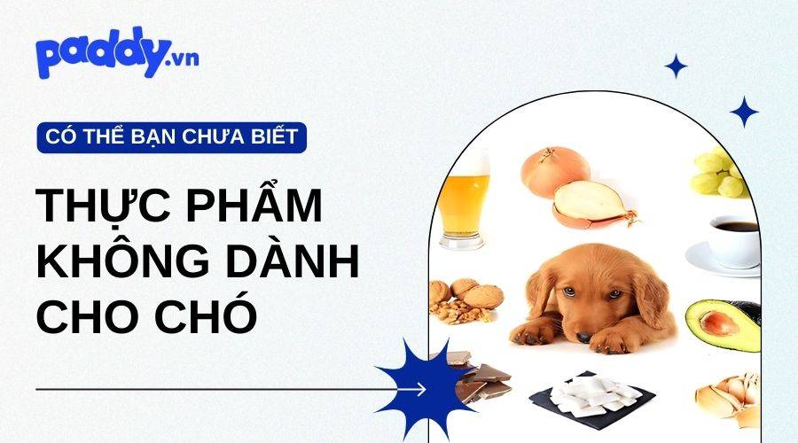 Thức Ăn Cho Người Có Hại Cho Chó Không?