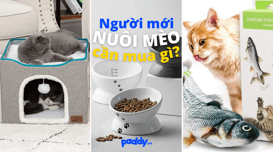 Phụ Kiện Cần Thiết Cho Người Mới Nuôi Mèo