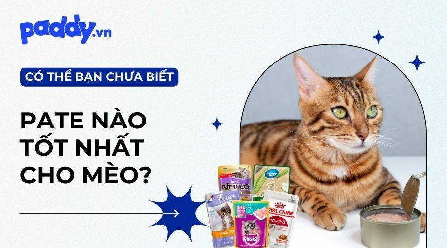 Top 12 loại pate cho mèo giàu dinh dưỡng nhất hiện nay