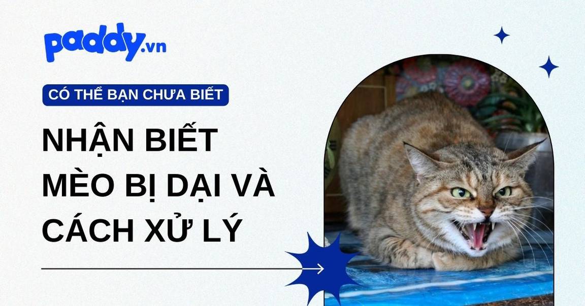 Bệnh dại ở mèo: Cách nhận biết mèo bị dại và cách xử lý