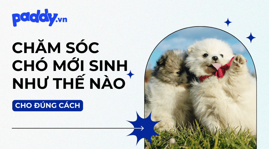 Chăm Sóc Chó Mới Sinh Đúng Cách
