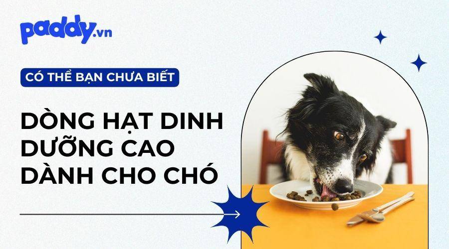 Các Loại Hạt Cao Cấp Cho Chó