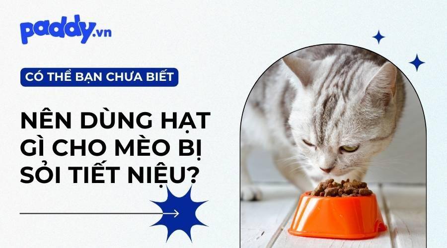 Top 5 Thức Ăn Hạt Hỗ Trợ Điều Trị Bệnh Sỏi Tiết Niệu Cho Mèo